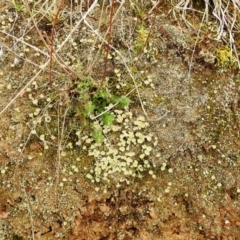 Cladonia sp. (genus) at Kambah, ACT - 1 Aug 2021 01:28 PM