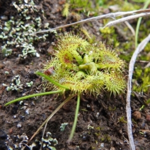 Drosera sp. at Tuggeranong DC, ACT - 1 Aug 2021