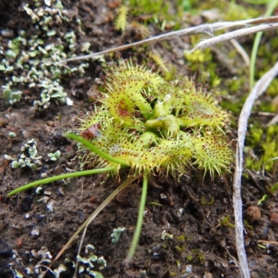 Drosera sp. (A Sundew) at Tuggeranong DC, ACT - 1 Aug 2021 by HelenCross