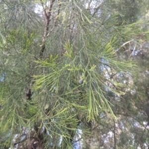 Exocarpos cupressiformis at Bruce, ACT - 11 Apr 2021