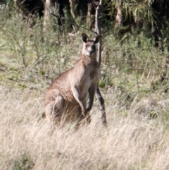 Macropus giganteus (Eastern Grey Kangaroo) at Springdale Heights, NSW - 27 Jul 2021 by PaulF