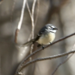 Rhipidura albiscapa (Grey Fantail) at Springdale Heights, NSW - 27 Jul 2021 by PaulF