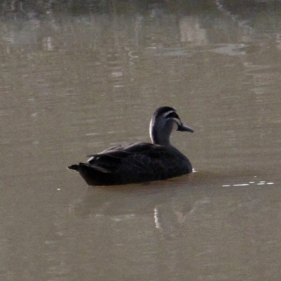 Anas superciliosa (Pacific Black Duck) at Springdale Heights, NSW - 29 Jul 2021 by PaulF