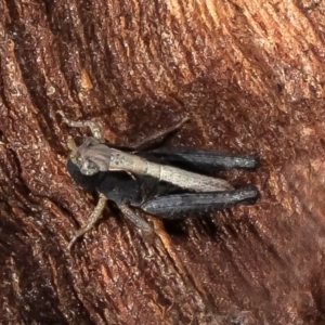 Cryptobothrus chrysophorus at Jacka, ACT - 29 Jul 2021