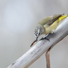 Acanthiza chrysorrhoa (Yellow-rumped Thornbill) at Rendezvous Creek, ACT - 27 Jul 2021 by Leo