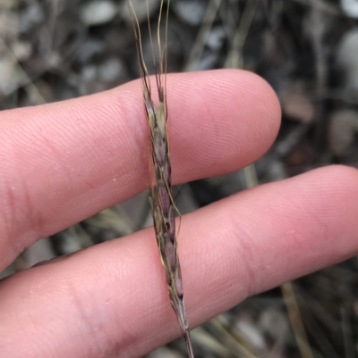 Bothriochloa macra (Red Grass, Red-leg Grass) at O'Malley, ACT - 24 Jul 2021 by Tapirlord