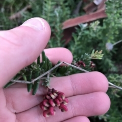 Grevillea lanigera (Woolly Grevillea) at O'Malley, ACT - 24 Jul 2021 by Tapirlord