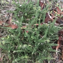 Grevillea lanigera at O'Malley, ACT - 24 Jul 2021 04:26 PM