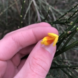 Cytisus scoparius subsp. scoparius at O'Malley, ACT - 24 Jul 2021 04:26 PM