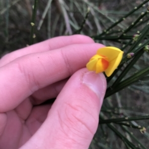 Cytisus scoparius subsp. scoparius at O'Malley, ACT - 24 Jul 2021 04:26 PM