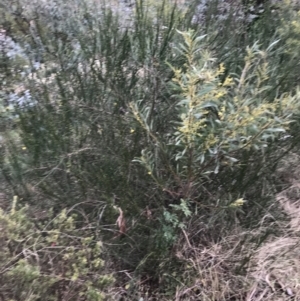 Cytisus scoparius subsp. scoparius at O'Malley, ACT - 24 Jul 2021 04:26 PM