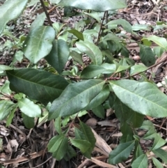 Photinia serratifolia (Chinese Photinia) at O'Malley, ACT - 24 Jul 2021 by Tapirlord