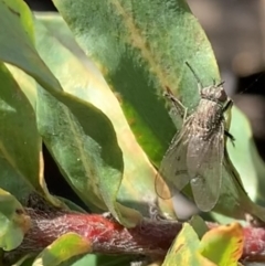 Helina sp. (genus) (Muscid fly) at Murrumbateman, NSW - 30 Jul 2021 by SimoneC