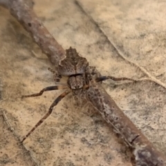 Socca pustulosa (Knobbled Orbweaver) at Murrumbateman, NSW - 30 Jul 2021 by SimoneC