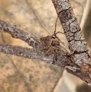 Socca pustulosa at Murrumbateman, NSW - 30 Jul 2021 03:09 PM