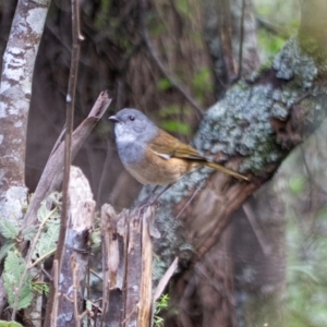 Pachycephala olivacea at Farringdon, NSW - 31 Jul 2021