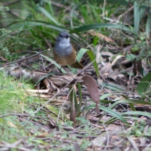 Pachycephala olivacea at Farringdon, NSW - 31 Jul 2021