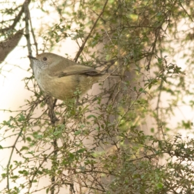 Acanthiza pusilla (Brown Thornbill) at Rossi, NSW - 9 Jul 2021 by SthTallagandaSurvey