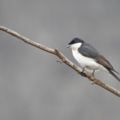 Myiagra inquieta (Restless Flycatcher) at Booth, ACT - 1 Aug 2021 by Liam.m