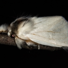 Trichiocercus sparshalli (Sparshall's Moth) at Paddys River, ACT - 12 Nov 2018 by Bron