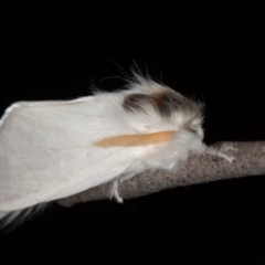 Trichiocercus sparshalli at Paddys River, ACT - 12 Nov 2018