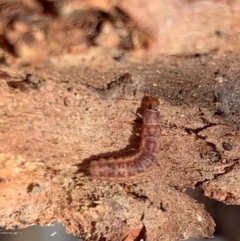 Unidentified Beetle (Coleoptera) at Murrumbateman, NSW - 30 Jul 2021 by SimoneC