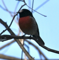 Petroica boodang (Scarlet Robin) at Table Top, NSW - 30 Jul 2021 by PaulF