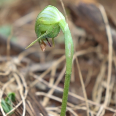 Pterostylis nutans (Nodding Greenhood) at Bundanoon, NSW - 1 Aug 2021 by Sarah2019