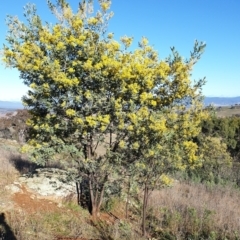 Acacia dealbata subsp. dealbata at Cook, ACT - 29 Jul 2021