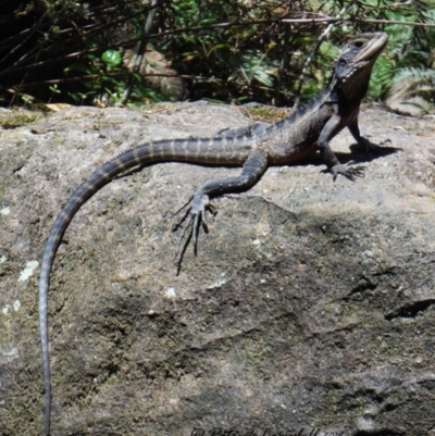 Intellagama lesueurii lesueurii (Eastern Water Dragon) at Blue Mountains National Park, NSW - 2 Dec 2019 by PatrickCampbell