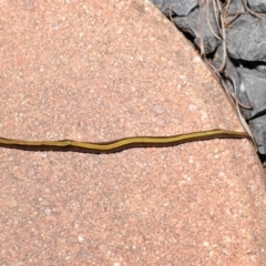 Caenoplana bicolor (Two-tone Planarian) at Evatt, ACT - 1 Aug 2021 by TimL