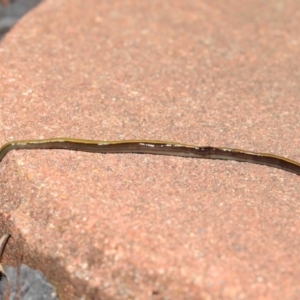 Caenoplana bicolor at Evatt, ACT - 1 Aug 2021