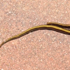 Caenoplana bicolor at Evatt, ACT - 1 Aug 2021