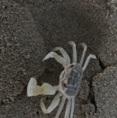 Ocypode cordimana (Smooth-Handed Ghost Crab) at Broulee, NSW - 25 Jan 2021 by Tapirlord