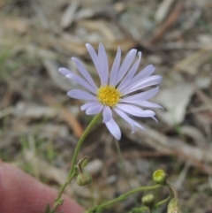 Brachyscome rigidula (Hairy Cut-leaf Daisy) at Flea Bog Flat, Bruce - 11 Apr 2021 by michaelb