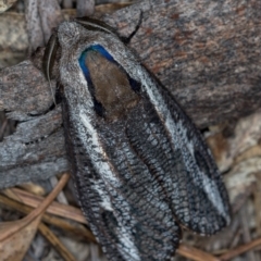 Endoxyla encalypti (Wattle Goat Moth) at Paddys River, ACT - 12 Nov 2018 by Bron
