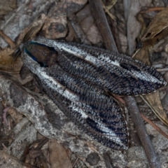 Endoxyla encalypti at Paddys River, ACT - 12 Nov 2018 11:11 AM