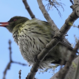 Oriolus sagittatus at Narrabundah, ACT - 26 Jul 2021