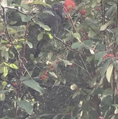 Callocephalon fimbriatum (Gang-gang Cockatoo) at Lyneham, ACT - 27 Jul 2021 by Tapirlord