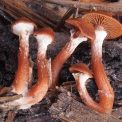 Tubaria serrulata (Tubaria serrulata) at Acton, ACT - 8 Jul 2021 by Heino1