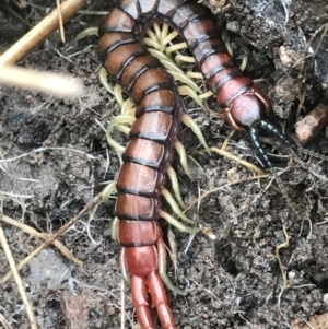 Cormocephalus aurantiipes at Bruce, ACT - 27 Jul 2021 10:22 AM