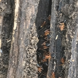 Camponotus consobrinus at Bruce, ACT - 27 Jul 2021