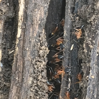 Camponotus consobrinus (Banded sugar ant) at Bruce, ACT - 27 Jul 2021 by Tapirlord