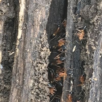 Camponotus consobrinus (Banded sugar ant) at Bruce Ridge to Gossan Hill - 27 Jul 2021 by Tapirlord