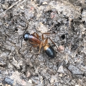 Camponotus consobrinus at Bruce, ACT - 27 Jul 2021 10:23 AM