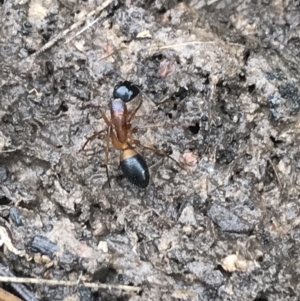 Camponotus consobrinus at Bruce, ACT - 27 Jul 2021