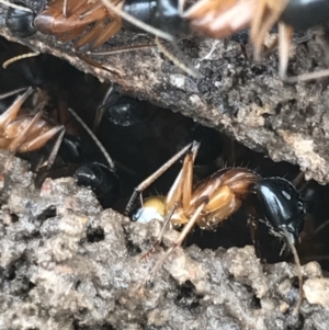 Camponotus consobrinus at Bruce, ACT - 27 Jul 2021 10:23 AM