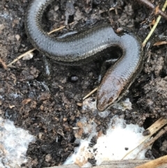 Lampropholis delicata at Bruce, ACT - 27 Jul 2021 10:24 AM