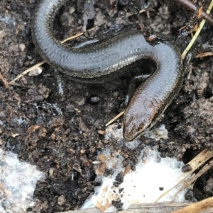 Lampropholis delicata at Bruce, ACT - 27 Jul 2021 10:24 AM