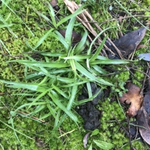 Luzula sp. at Bruce, ACT - 27 Jul 2021 10:30 AM